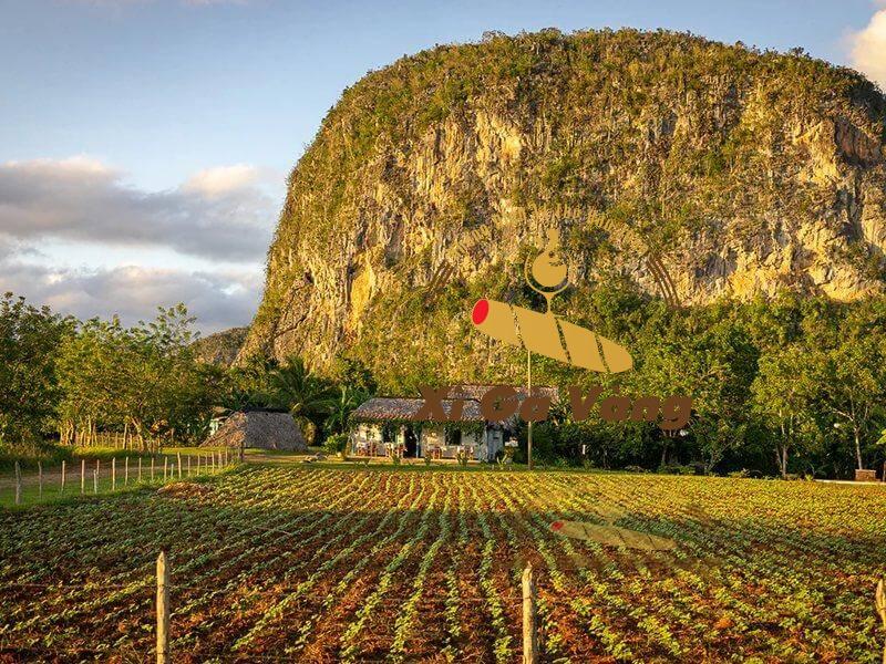 Cận cảnh vùng trồng xì gà lớn nhất tại Cuba